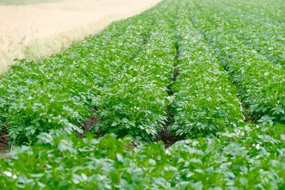 Rijen aardappelplanten op een akker