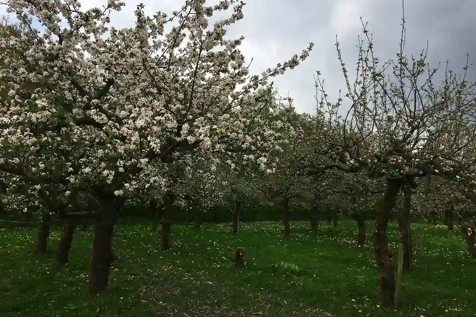 Bloeiende appelboomgaard in de Betuwe