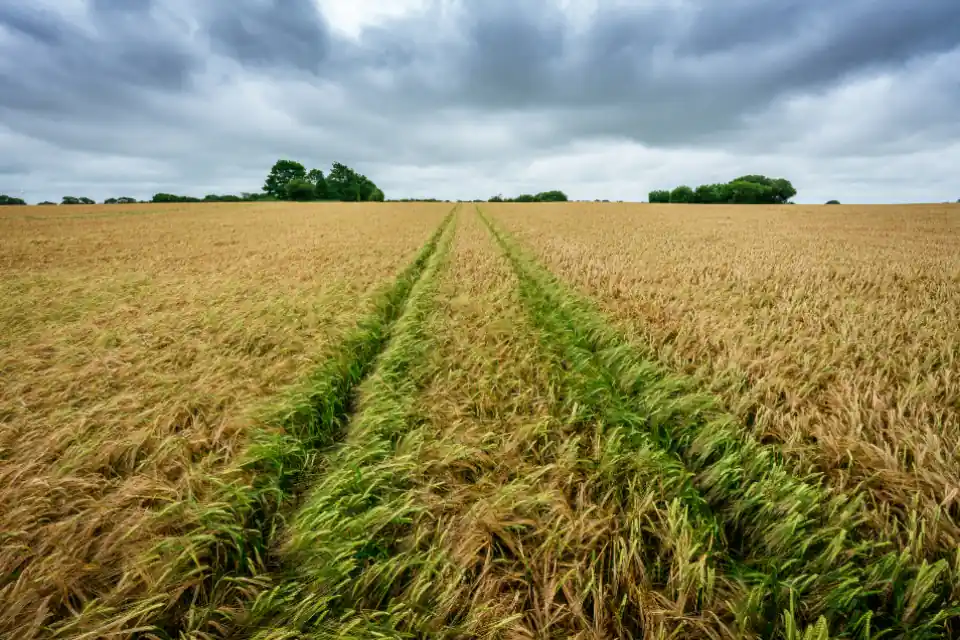 Graanveld met rijsporen van de trekker