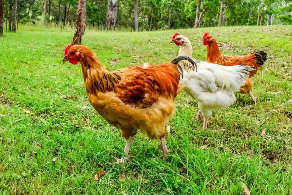 Kippen lopen in het gras bij een boerderij
