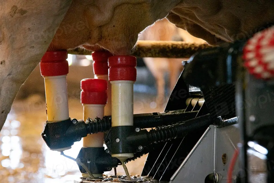 Melkrobot met tepelbekers onder een koe