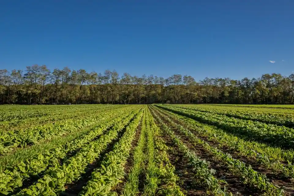 Lange rijen sla op een groenteveld