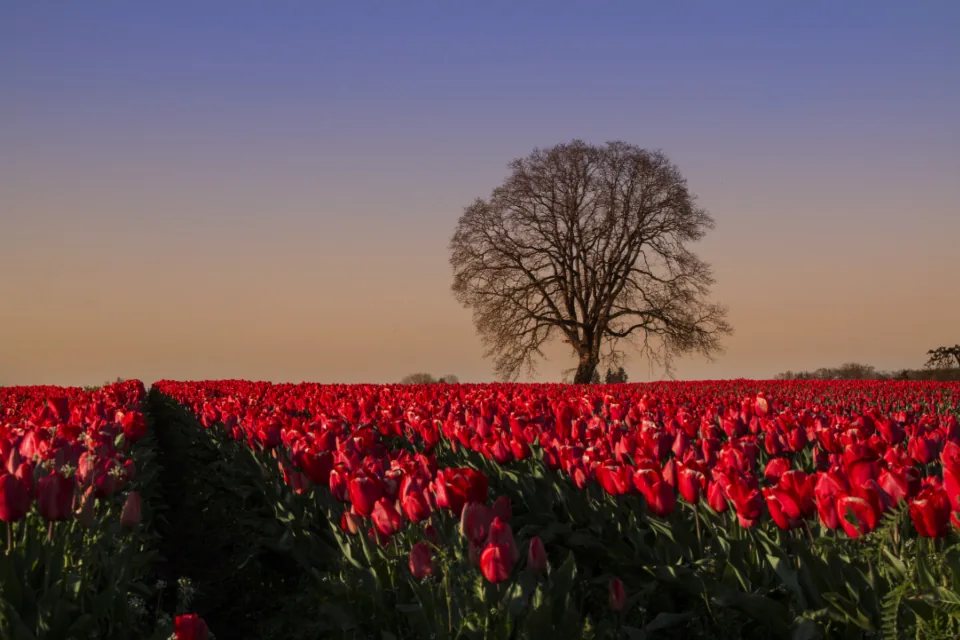 Veld met rode tulpen en een kale boom bij zonsondergang